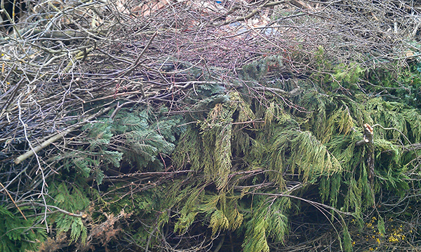  Kompost, Gartenabfall, Heckenschnitt, Gras, Heu, Strauchschnitt